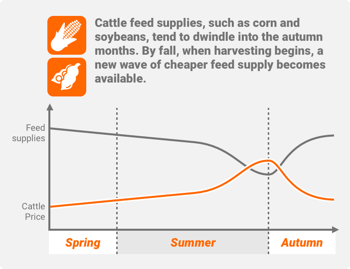 feeder cattle futures